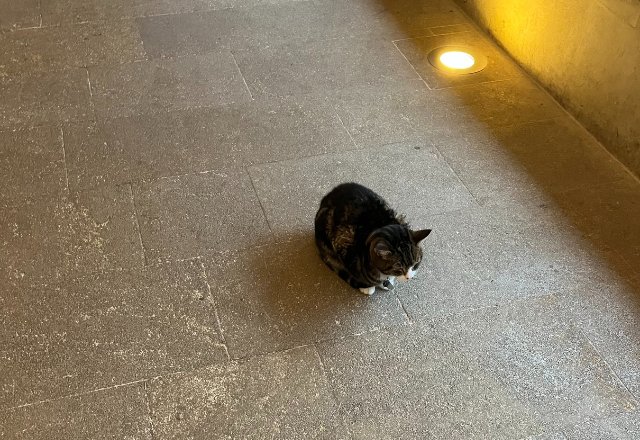 Cat at Wells Cathedral